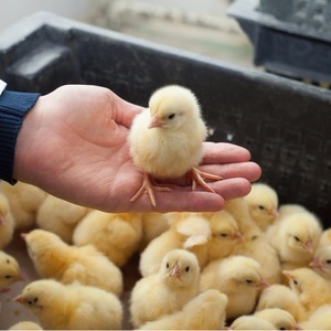 SODIUM BICARBONATE FG China -  25kg Bag SODIUM BICARBONATE FG China -  25kg Bag